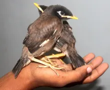 Video tutorials on bird egg incubation and chick care