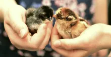 Browse image galleries of bird eggs, incubators, and chick care setups.