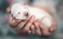 Pet Care Equipment Curadle ICU Pavilion Brooder Incubator