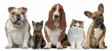 Explore articles on pet ICU pavilion use, newborn pet care, and recovery support
