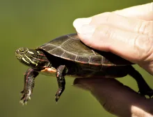 Access manuals and downloads for Rcom Juragon reptile incubators