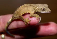 Find answers to questions on Rcom Juragon reptile incubation