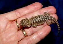 Watch tutorials on Rcom Juragon reptile incubation and hatching. See demonstrations of Juragon reptile incubators and learn best practices.