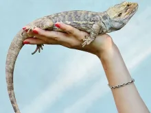 Reptile incubators and care equipment