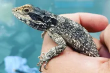 Learn about reptile egg incubation conditions for lizards, snakes, and other species