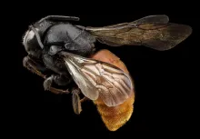 Read articles on queen bee incubation, breeding, and hive management.