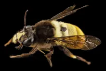 Download manuals and setup guides for Rcom queen bee incubators.