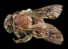 Get answers to common questions about Rcom queen bee incubation