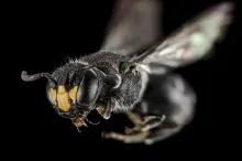 Follow blog posts about Rcom queen bee breeding