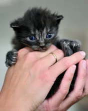 Watch videos on pet ICU pavilion operation and setup