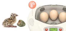 Rcom Educational Series – Mini Pro PX03 EZ Scope Bird Egg Incubator Hatcher 5