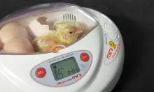 Rcom Educational Series – Mini Pro PX03 EZ Scope Bird Egg Incubator Hatcher 6